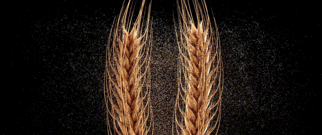 Разработка премиального бренда пива Brew Wave и его успешный вывод на рынок России