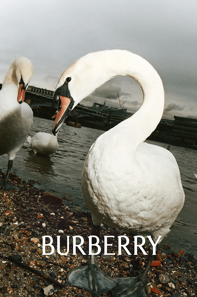Сила восприятия: Как идентичность бренда влияет на успех бизнеса