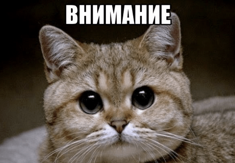 Всё, что вы хотели узнать, но боялись спросить у SEO-специалистов