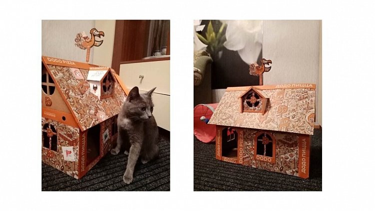 Что стоит за коробкой пиццы? Кейс для Dodo