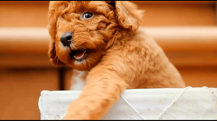 В этом примере анимация из того же видео была наложена на крупный план фотографии собаки — мальтипу танцует, но большая часть движений просто остается вне кадра.