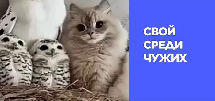 Как нарушают закон о рекламе: учимся на ошибках бизнеса