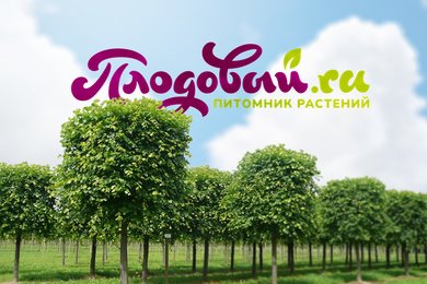 Кейс Аспро: как питомник растений «Плодовый» превратил корпоративный сайт в интернет-магазин