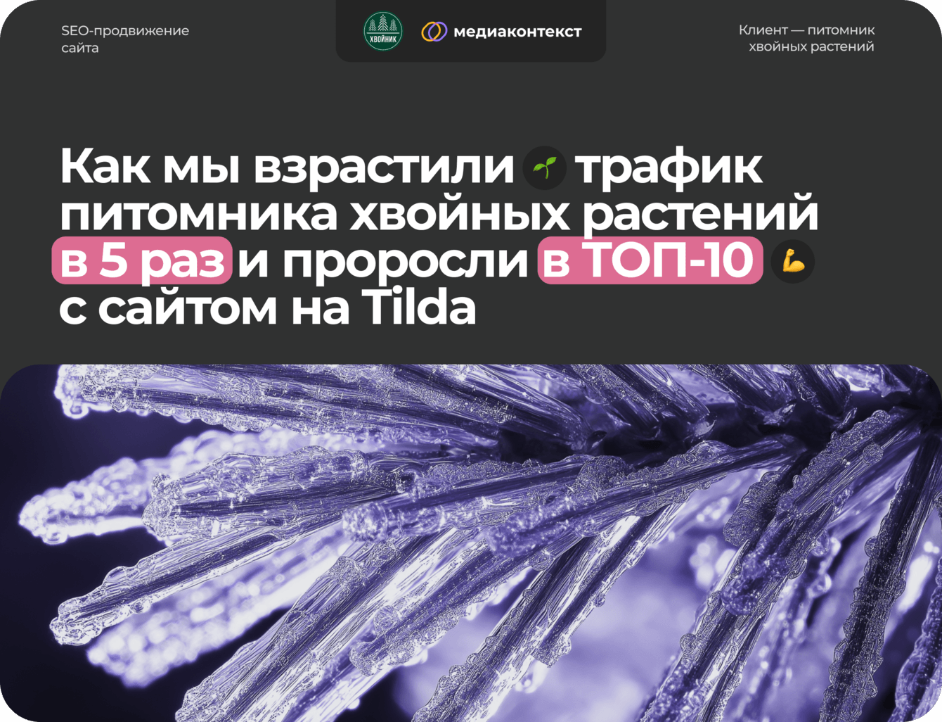 Взрастили трафик сайта питомника хвойных растений на Tilda в 5 раз и проросли в ТОП-10