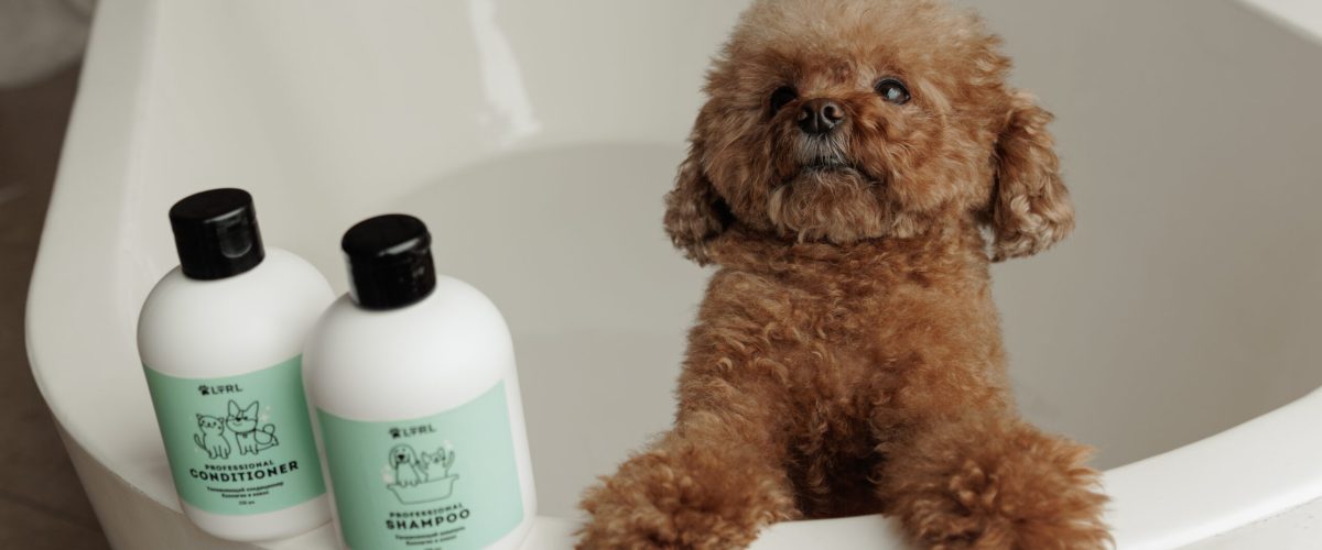 Интернет-реклама для «Литораль ZOO»