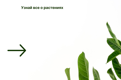 Botanical Garden — ботанический сад Петра Великого