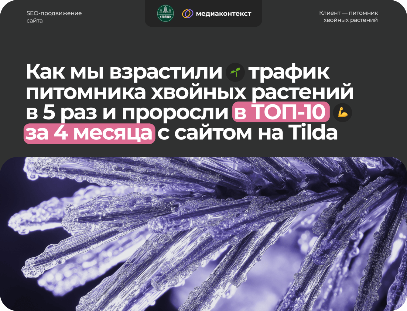 Взрастили трафик сайта питомника хвойных растений на Tilda в 5 раз и проросли в ТОП-10 за 4 месяца
