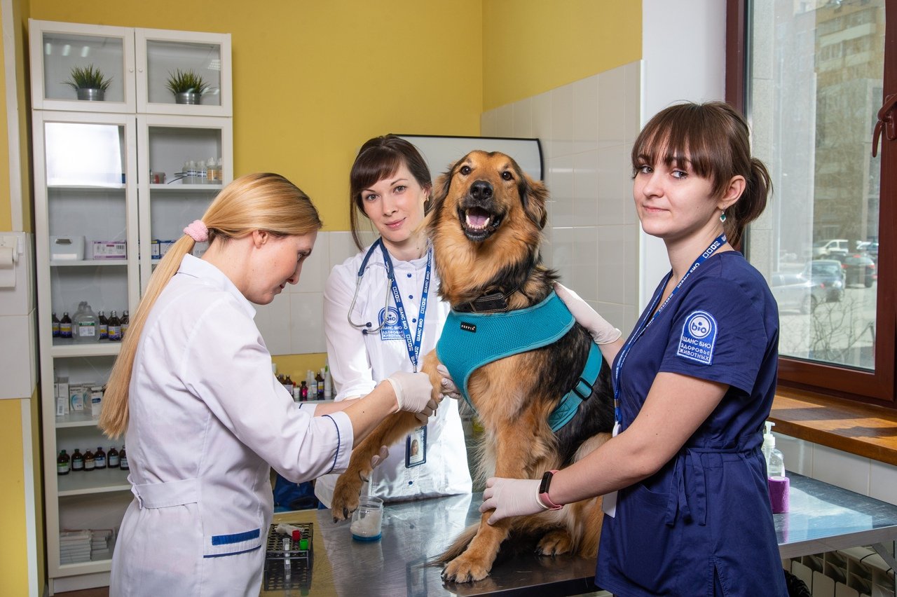 Открытие лаборатории с помощью чат-бота WhatsApp