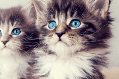 SEO-оптимизация сайта Zooland