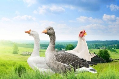 Ринкубатор - сайт для поставщика живой птицы