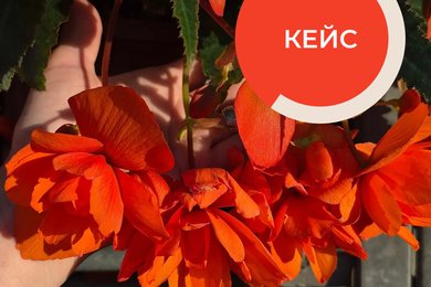 Снизили цену подписчика в MAX со 150 ₽ до 58 ₽ за месяц: кейс питомника растений «Ягоцветово»