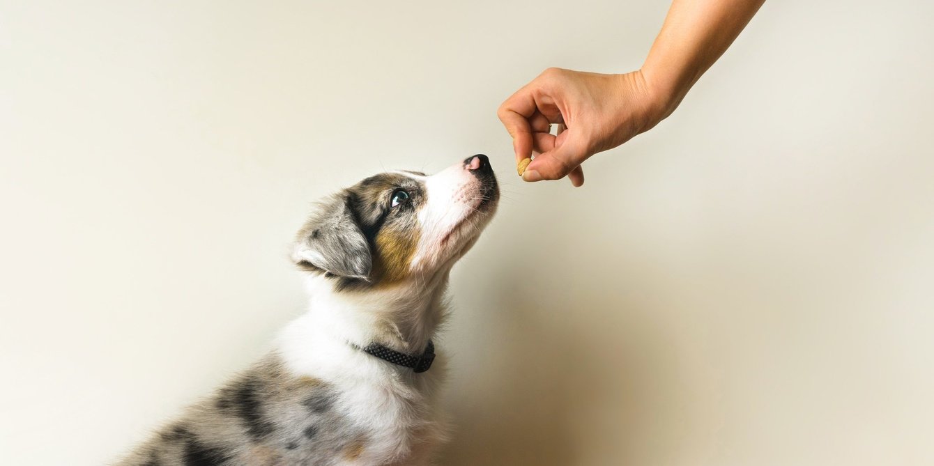 Брендинг корма для животных ROSTO