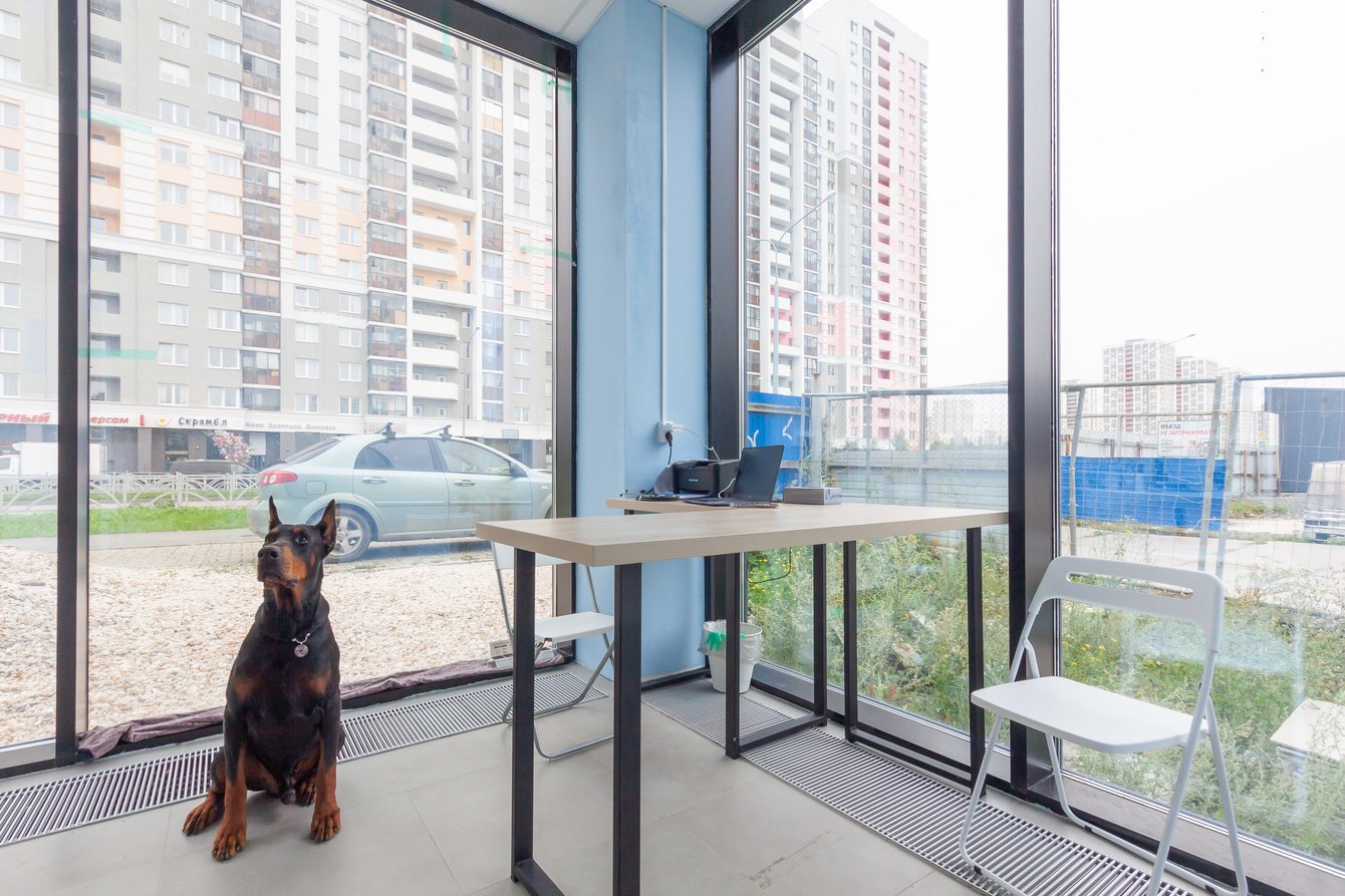 Рост выручки ветеринарной клиники за 2025 год: +29% к среднему чеку и +22% к количеству посещений