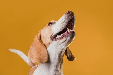 Вкусный дизайн: сайт для «Мясно Понятно»