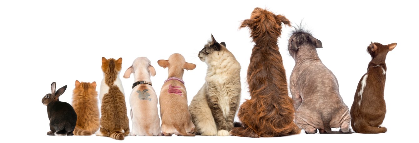 Сеть ветеринарных аптек: рост звонков до 182 в месяц