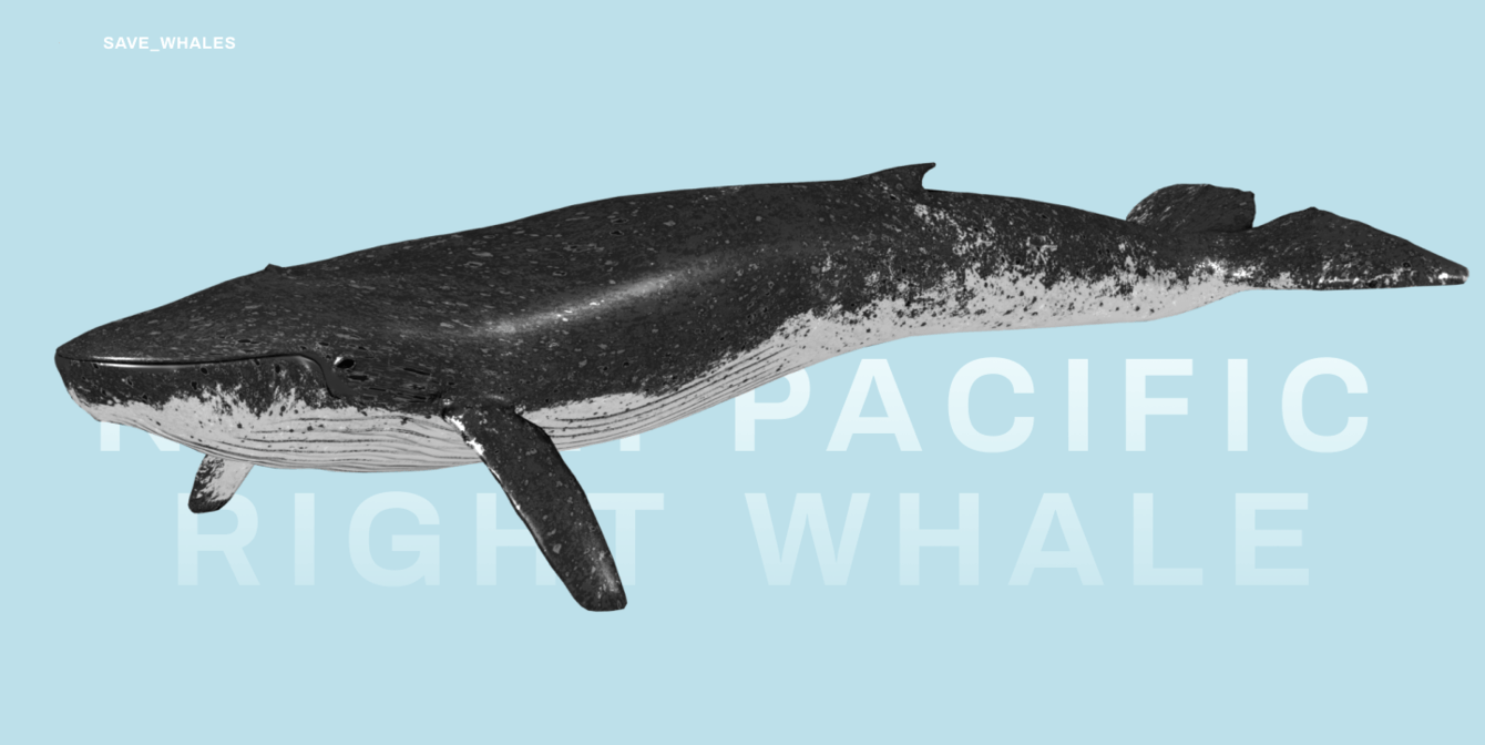 Некоммерческий проект Save Whales