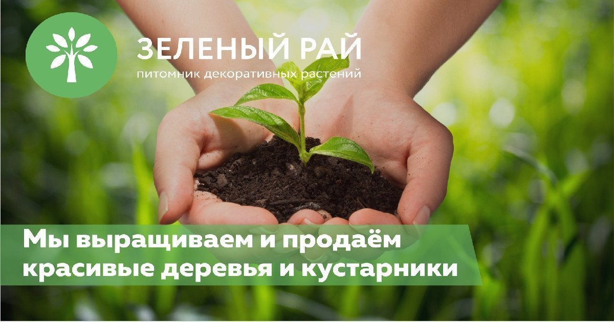 В 10 раз больше трафика для питомника растений с помощью SEO