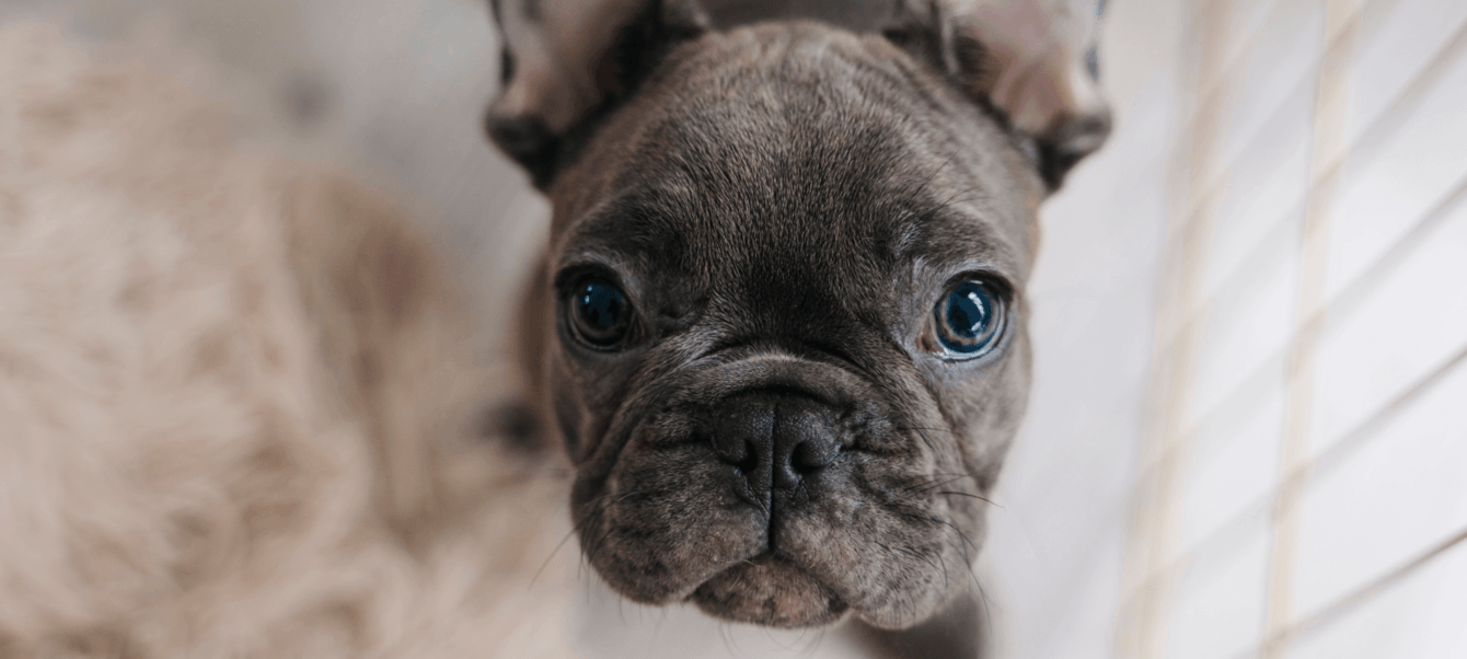 Puppy Yoga, SMM-продвижение студии йоги со щенками