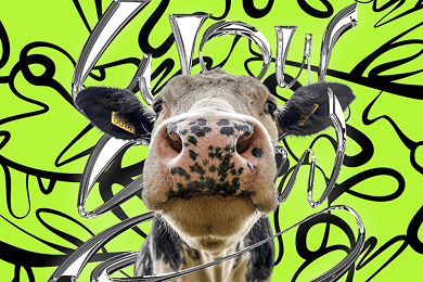 Айдентика WOW COW: как мы упаковали смелость и сюрреализм