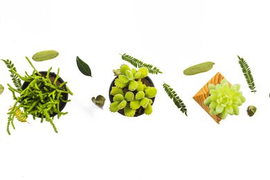 От хаоса к миллионам: Как магазин искусственных растений увеличил оборот в 3 раза за 4 месяца