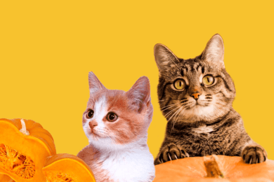 23 кошки обрели дом благодаря бесплатной рекламе у блогеров