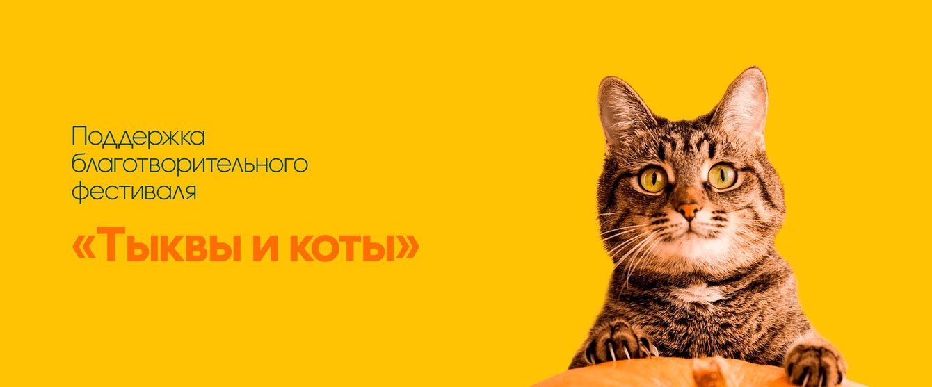 23 кошки обрели дом благодаря бесплатной рекламе у блогеров