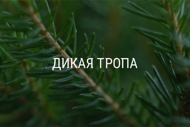 Брендинг туристического комплекса Дикая тропа