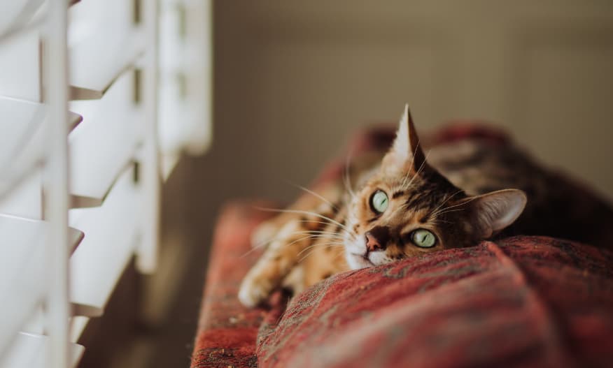 Миру солнца — мир лидеров в поиске. Как техническая работа с сайтом помогла поисковому продвижению