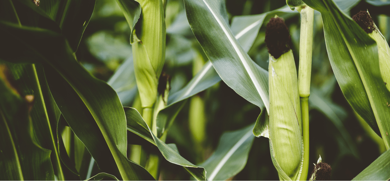 Корпоративный сайт для группы компаний HYBRID SK