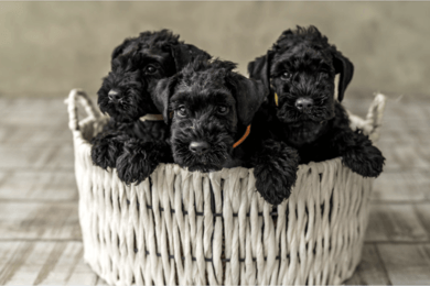 Национальный сайт о породе Керри блю терьер