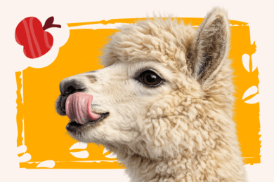 Проложили прямой маршрут из Директа в пушистые объятия альпак!