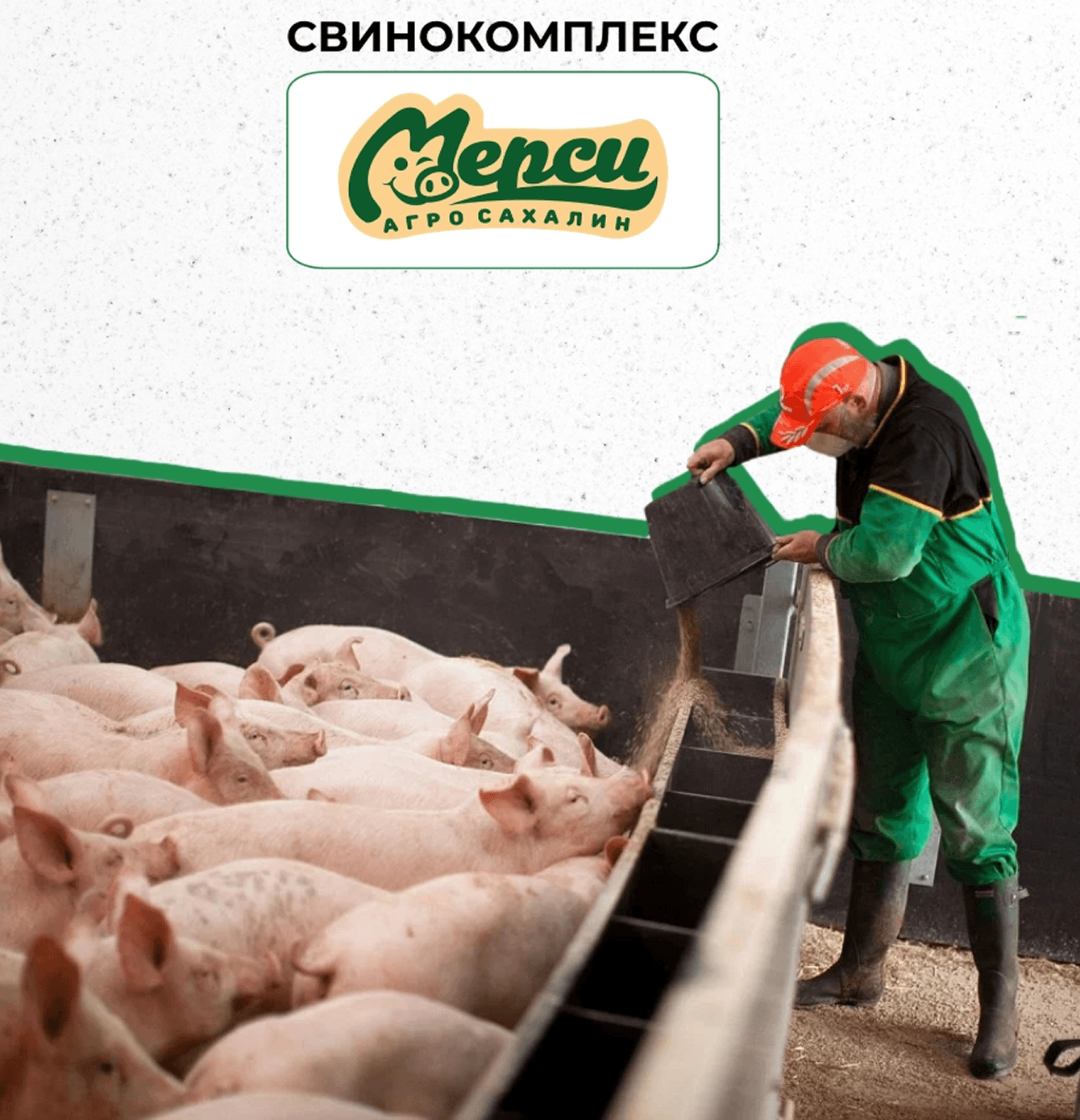 От фермы до стола: стратегия роста и развития на рынке свиноводства