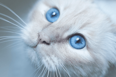 Как заполнить новую ветклинику на 68% всего за 1 месяц с помощью SEO и контекстной рекламы?