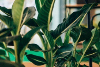 Интернет-магазин студии озеленения «Botanicals»