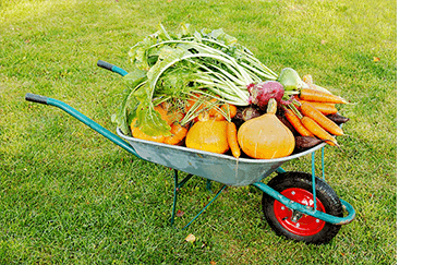 Продвижение интернет-магазина товаров для сада и огорода