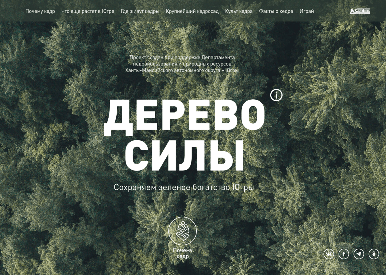 Мегионский кедр