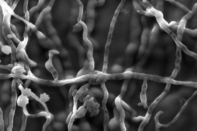 Всероссиийская коллекция микроорганизмов