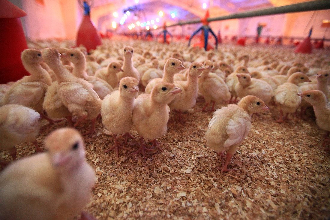 Продвижение фермерского хозяйства индеек: как раскрутить сайт