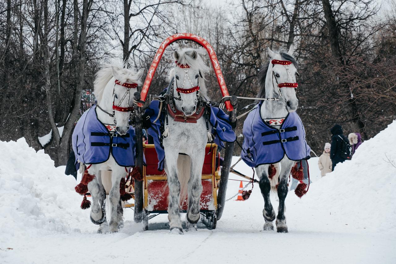«Коньшеринг» от Ситидрайв: как мы катали москвичей на лошадях на Масленицу
