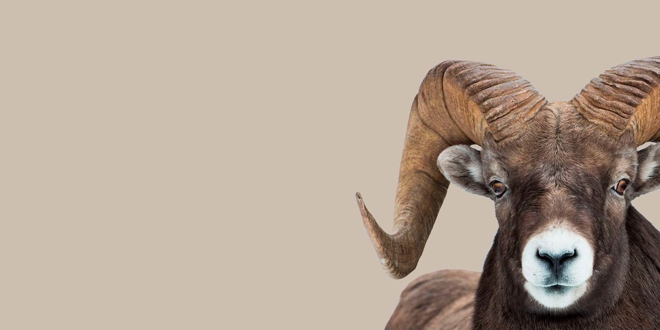 Новогодний календарь к году барана