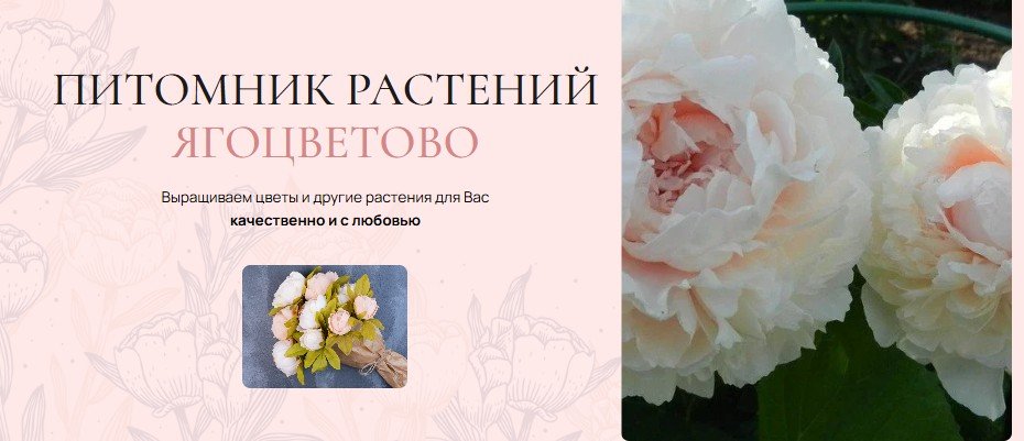 Снизили цену подписчика в MAX со 150 ₽ до 58 ₽ за месяц: кейс питомника растений «Ягоцветово»