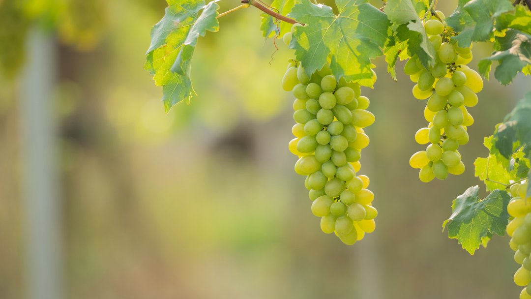 № 5 Кейс: аренда именной лозы. 1 подписчик по 208 р. в рассылку. Запуск рекламы через таргет VK ADS