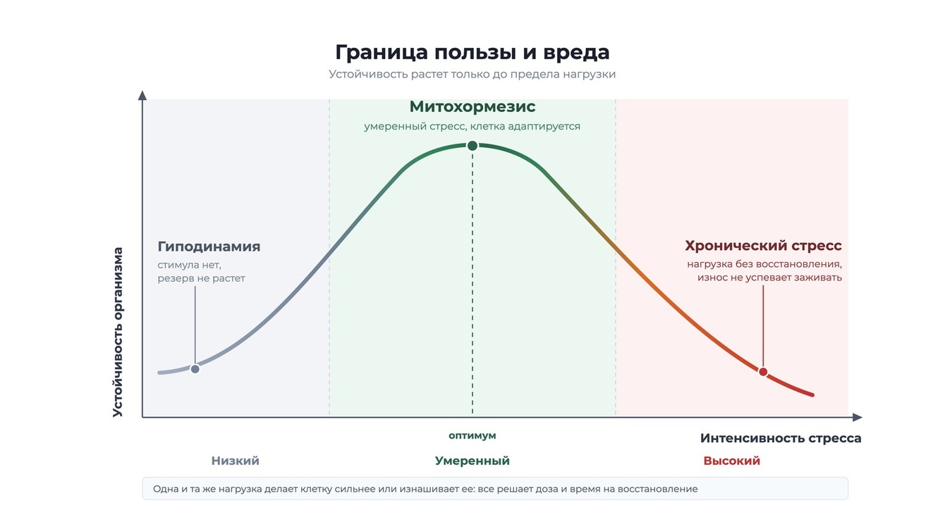 Две научные схемы для статьи про митохондрии