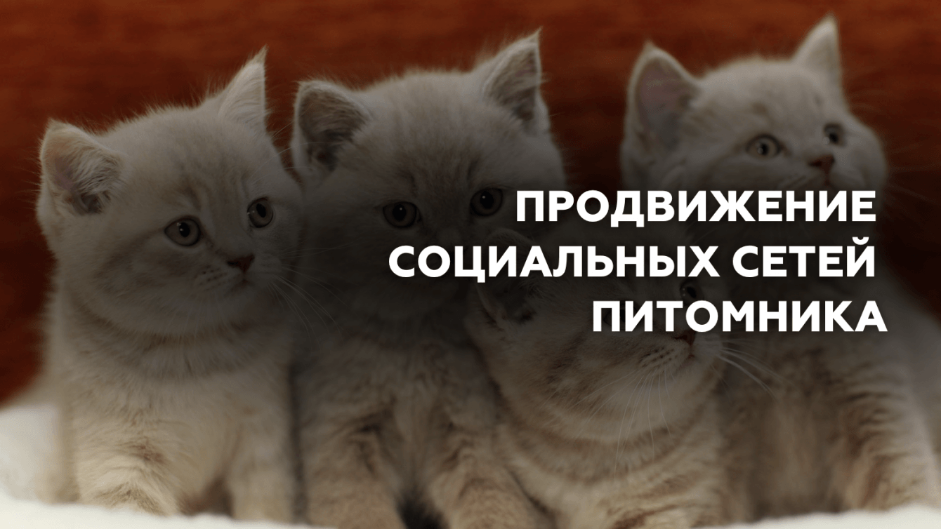 Продвижение социальных сетей питомника кошек