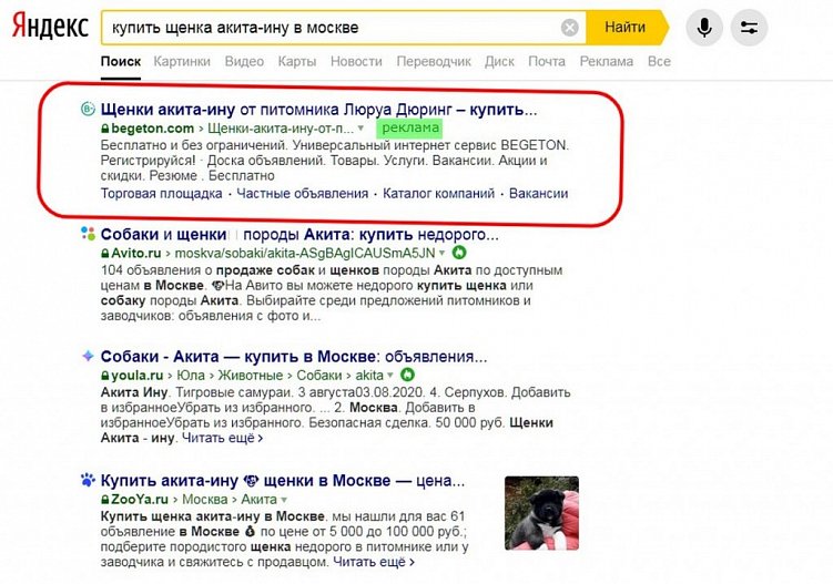 По запросу «купить щенка акита-ину» выскочило всего одно рекламное объявление
